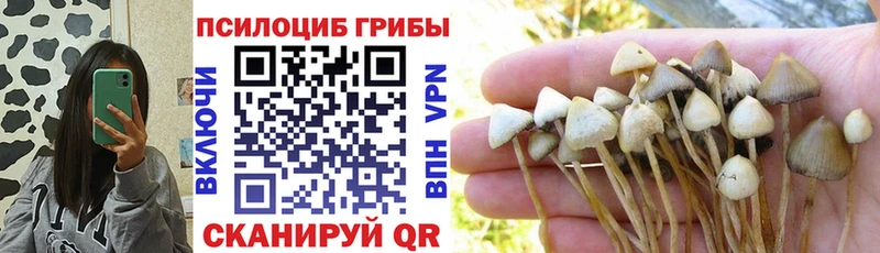 закладка  Светлогорск  kraken рабочий сайт  Псилоцибиновые грибы Magic Shrooms 
